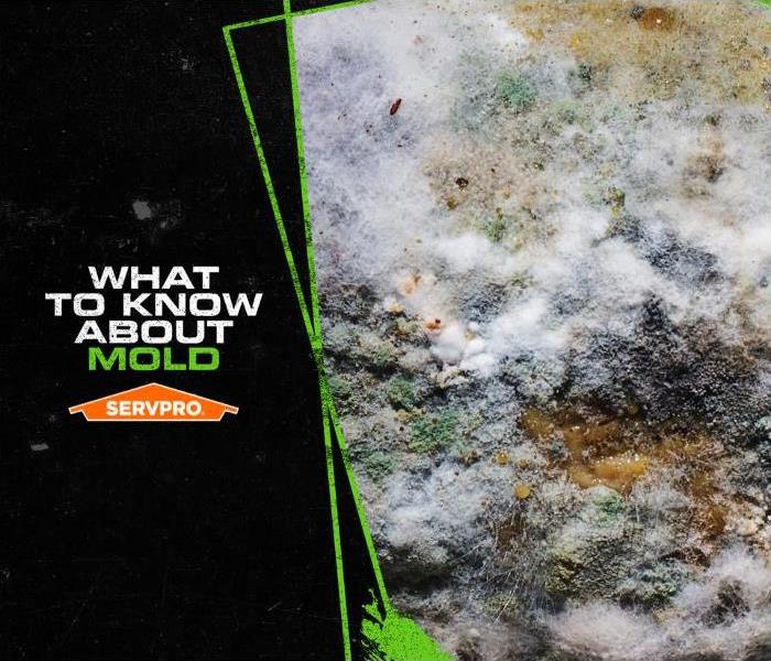 microscopic view of mold damage with the caption “What to know about mold”